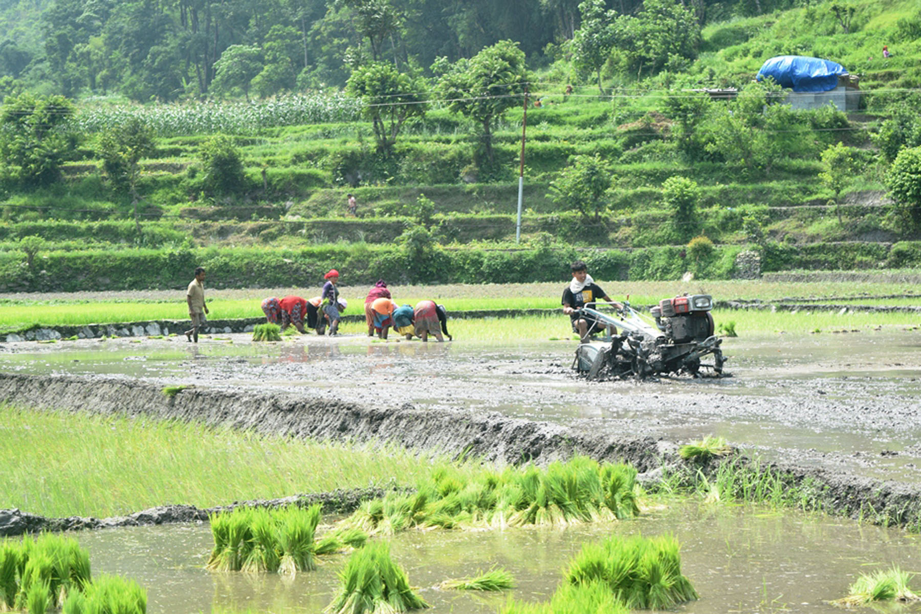नेपालका संविधानमा कृषि र किसान